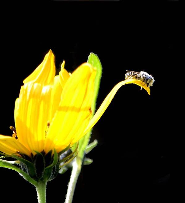 Flower Poster featuring the photograph Don't Drink And Fly by Deena Stoddard