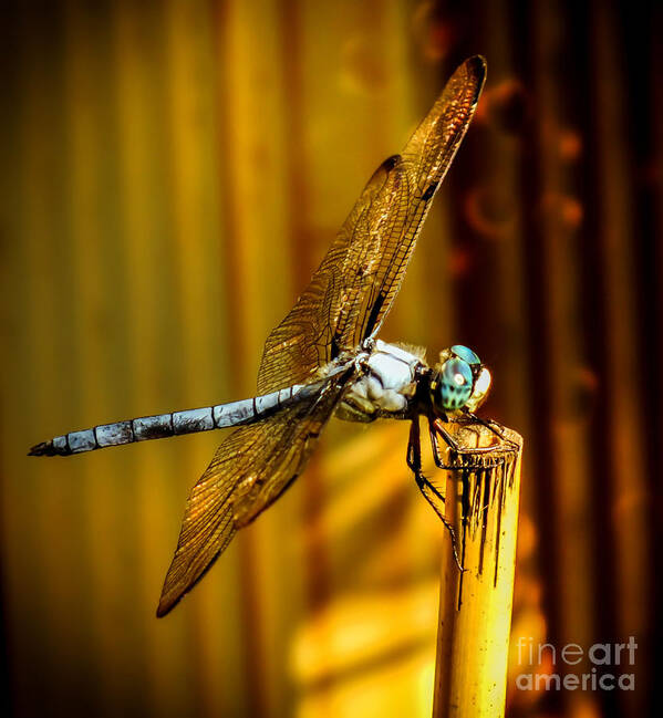 Dragonflies Poster featuring the photograph Twilight by Karen Wiles