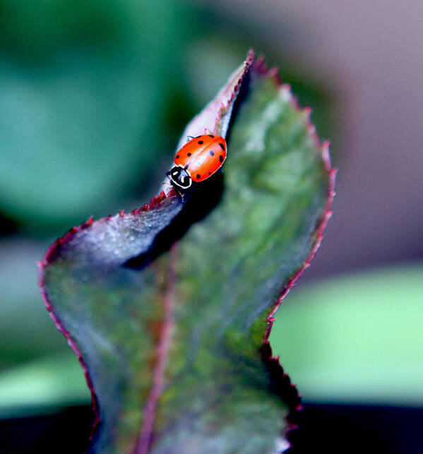 Ladybug Poster featuring the photograph Walking The Thorny Edge by Her Arts Desire