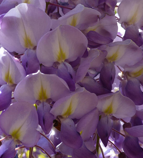 Purple Poster featuring the photograph Wisteria Hysteria by Claudia Goodell