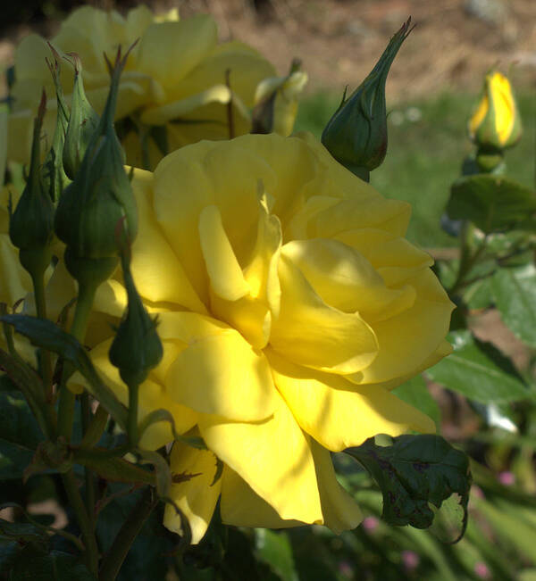 Yellow Rose Poster featuring the photograph Yellow Grace by Suzy Piatt