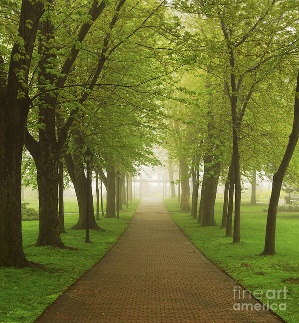 Fog Poster featuring the photograph Foggy park by Elena Elisseeva
