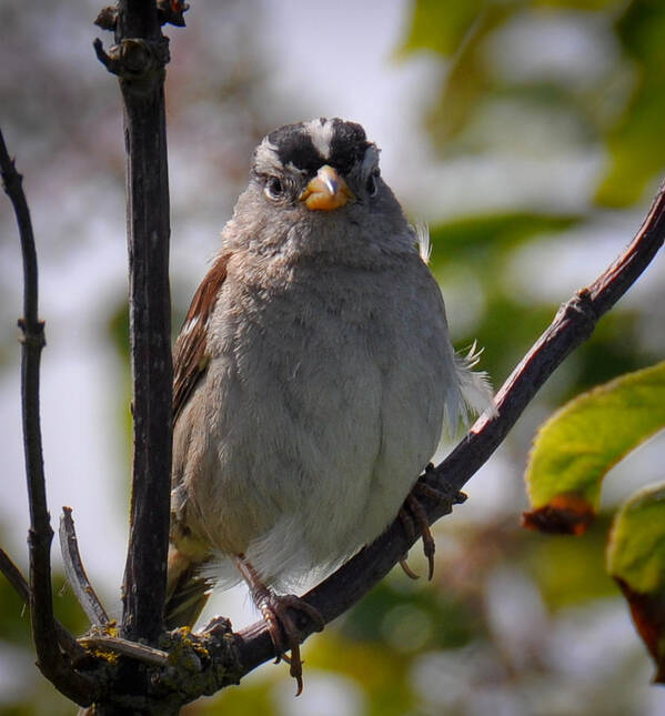 Gambel's White Crowned Sparrow Poster featuring the photograph Gambel's White Crowned Sparrow #1 by Ronda Broatch