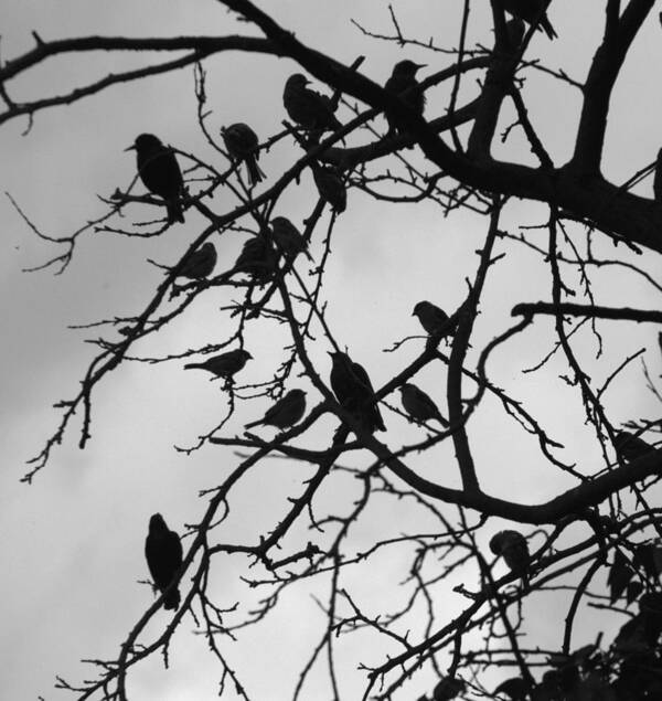 Starling Poster featuring the photograph A Hitchcock Moment by Chris Day