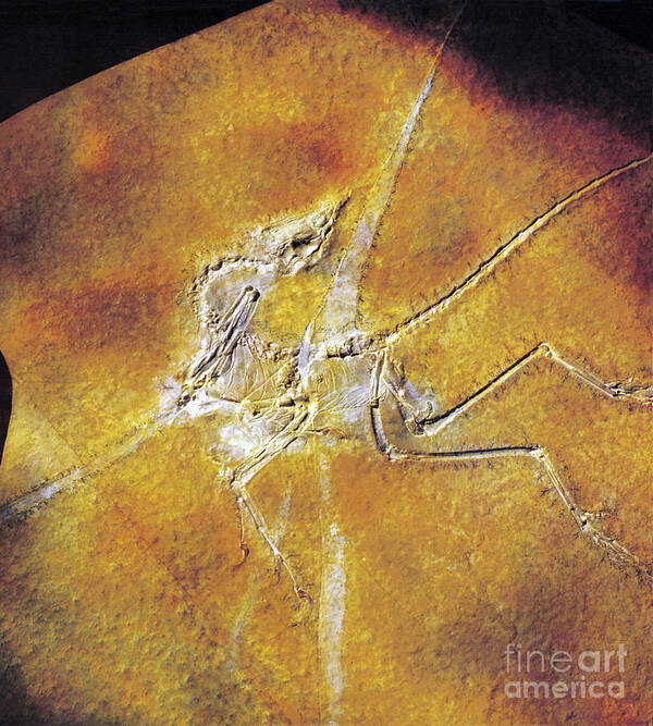 Fossil Poster featuring the photograph Archaeopteryx Lithographica by Photo Researchers