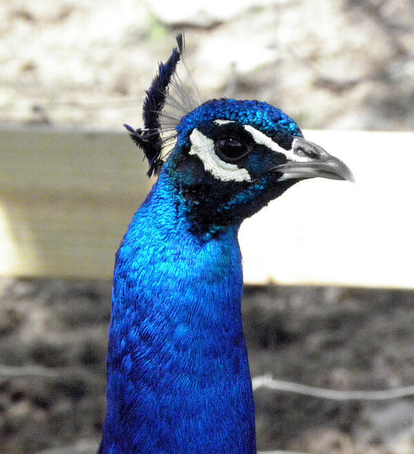 Peacock Poster featuring the photograph Beautiful blues by Kim Galluzzo