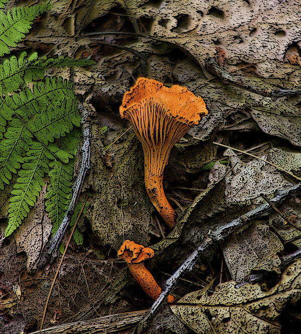 Nature Poster featuring the photograph Chanterelle by Michael Friedman