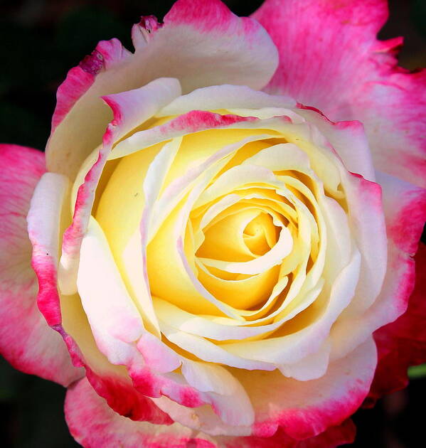 Rose Poster featuring the photograph Delight 4 by M Diane Bonaparte