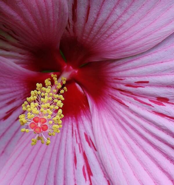 Flora Poster featuring the photograph Hot Pink Hibiscus by Bruce Bley