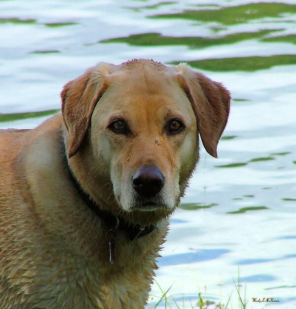 Dog Canvas Prints Poster featuring the photograph Lake Dog by Wendy McKennon