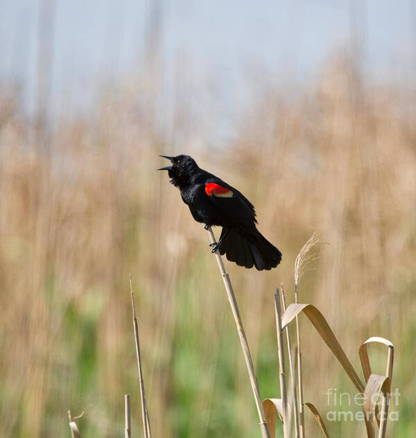 Red Winged Blackbird Poster featuring the photograph Red-winged Blackbird by Louise Heusinkveld