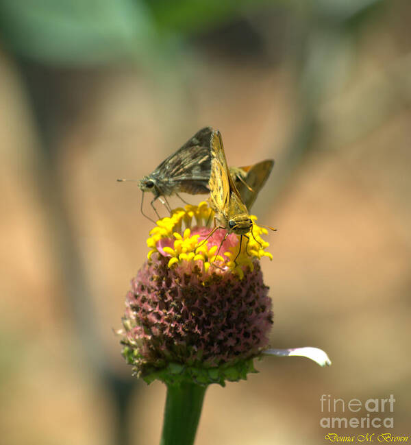 Insect Poster featuring the photograph Still Plenty Of Honey by Donna Brown