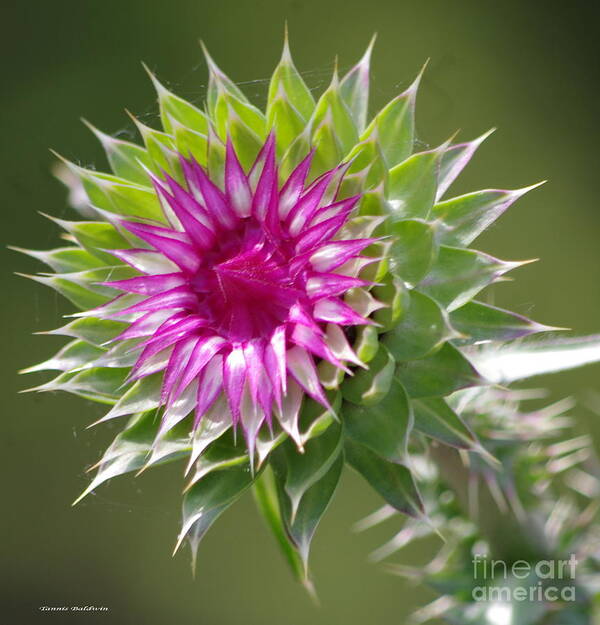 Thistle Poster featuring the photograph Thistle by Tannis Baldwin