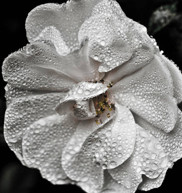 White Rose Poster featuring the photograph White Rose After Rain by Ronda Broatch