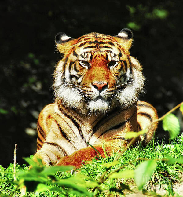 Tiger Poster featuring the photograph A Beauty Among the Beasts by Elaine Manley