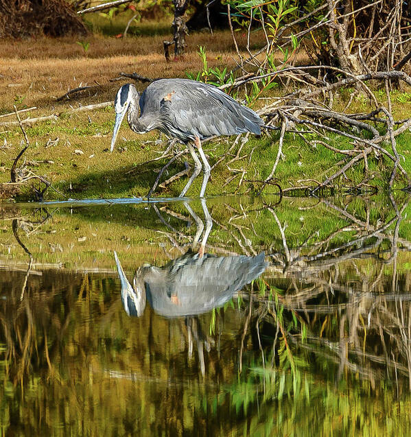 Heron Poster featuring the photograph I see you #1 by Jerry Cahill