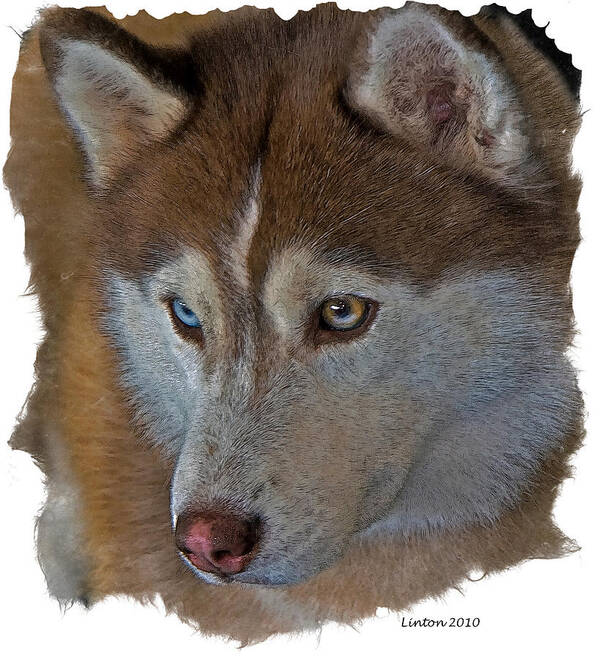 Siberian Husky Poster featuring the ceramic art Siberian Husky #1 by Larry Linton