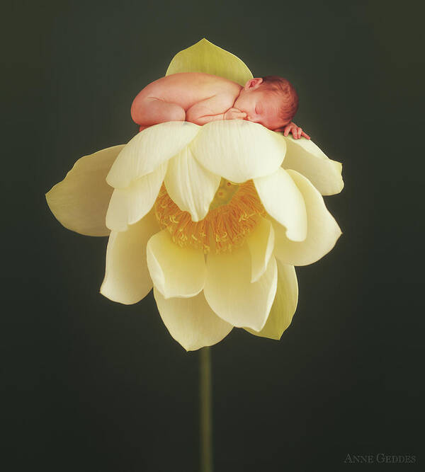 Water Lily Poster featuring the photograph Lotus Bud by Anne Geddes