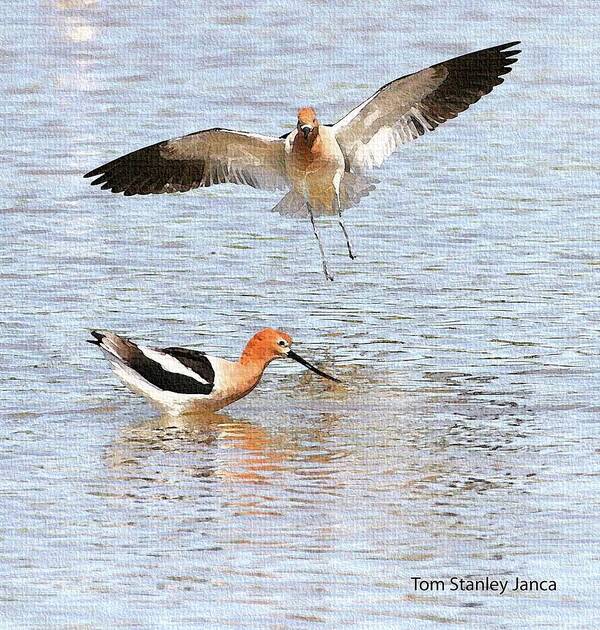 American Avocets Poster featuring the photograph American Avocets by Tom Janca