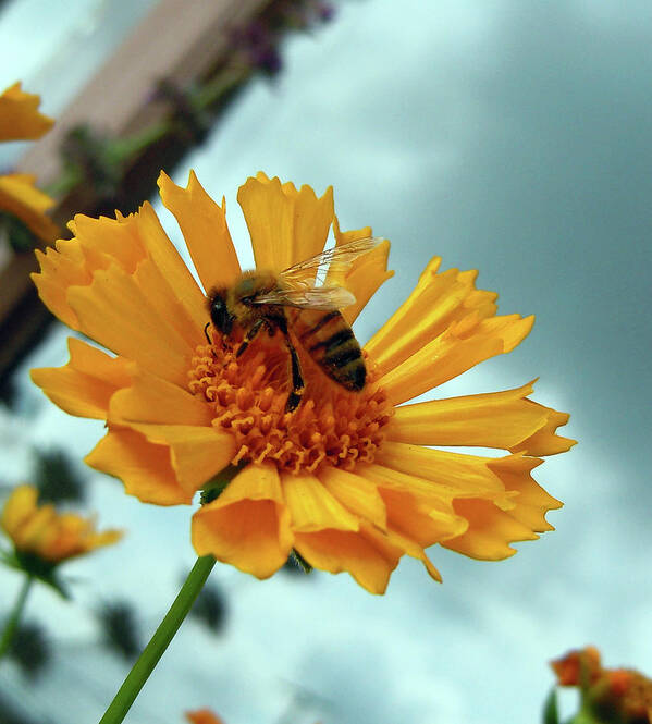 Flowers Poster featuring the photograph Bee Nice by Joy Tudor