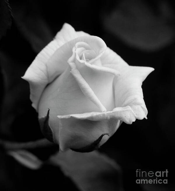 Rose Poster featuring the photograph Black and white rose by Jim And Emily Bush
