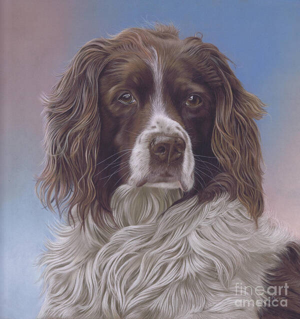 Springer Spaniel Poster featuring the painting Brodie by Karie-ann Cooper