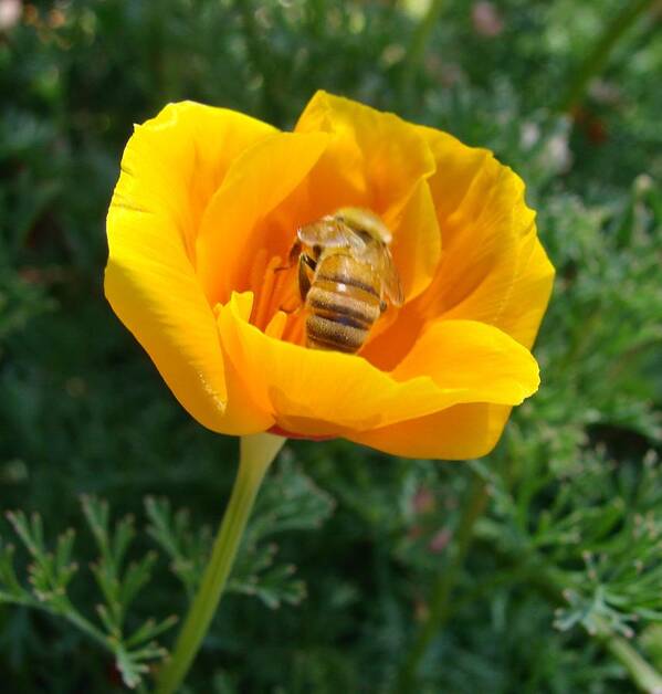 Bee Poster featuring the photograph California Poppy and Honey Bee by Liz Vernand