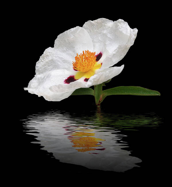 White Flower Poster featuring the photograph Cistus Reflections by Gill Billington