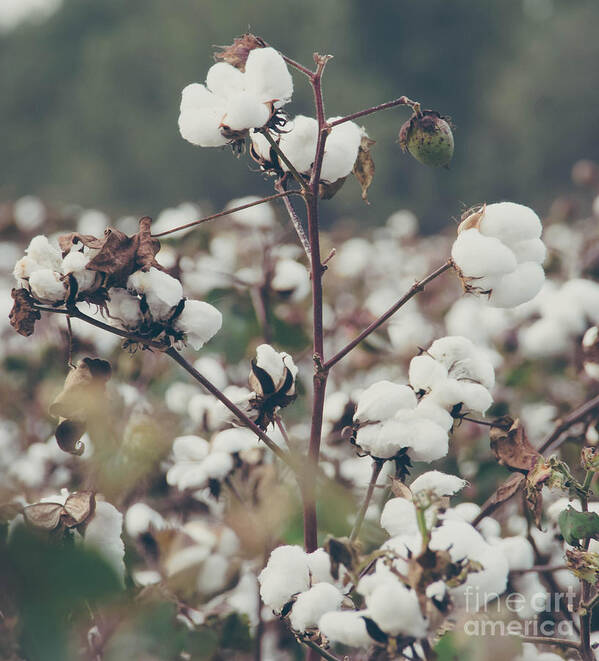 Fluffy Poster featuring the photograph Cotton Field 8 by Andrea Anderegg