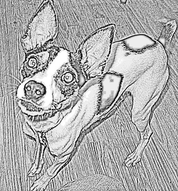 Frida The Rat Terrier Poster featuring the digital art Crazy Frida by Jan VonBokel