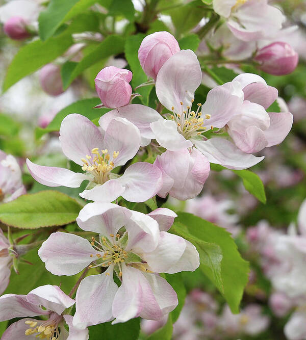 Apple Blossom Poster featuring the photograph Delicate Soft Pink Apple Blossom by Gill Billington
