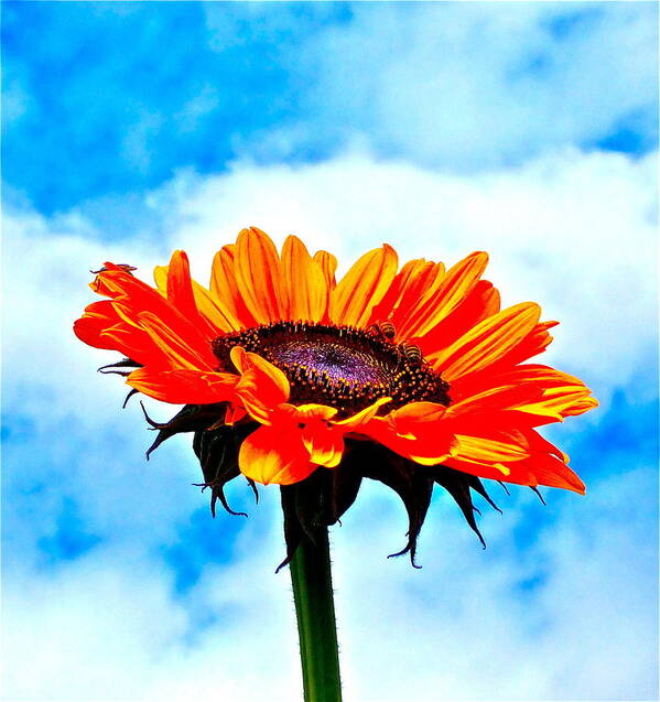 Photograph Of Sunflower With Blue Sky Poster featuring the photograph Devotion by Gwyn Newcombe