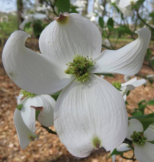 Flowers Poster featuring the photograph Dogwood Embrace by Judith Lauter
