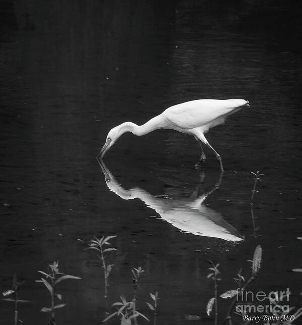 Nature Poster featuring the photograph Egret reflected BW by Barry Bohn
