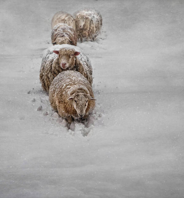 Sheep Poster featuring the photograph Frozen Fleece by Robin-Lee Vieira