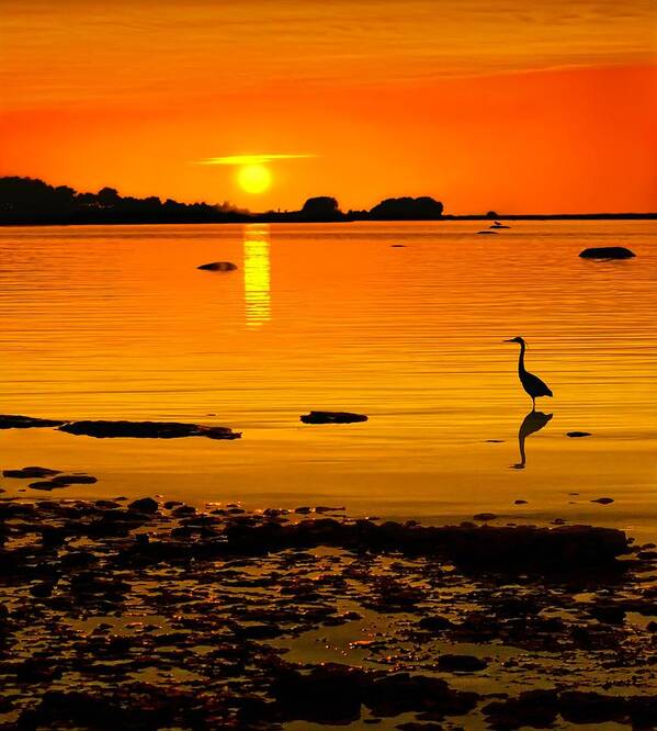 Golden Poster featuring the digital art Golden Sunset at the Bay by Jeff S PhotoArt
