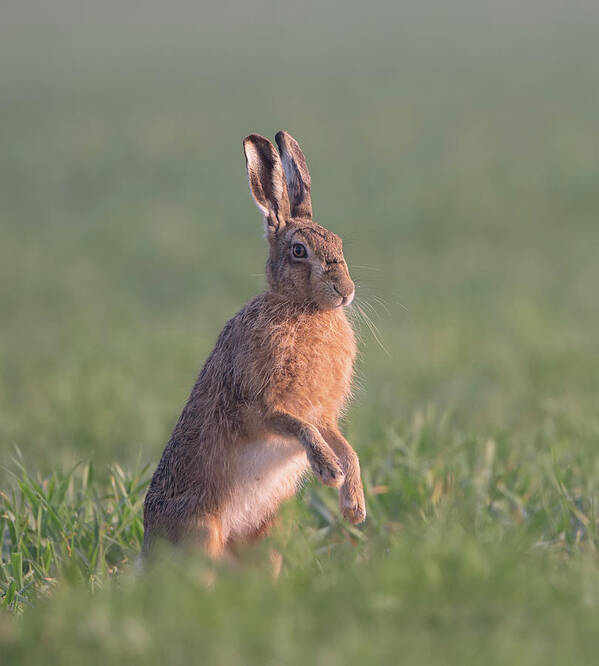 Brown Poster featuring the photograph Hare At Dawn by Pete Walkden