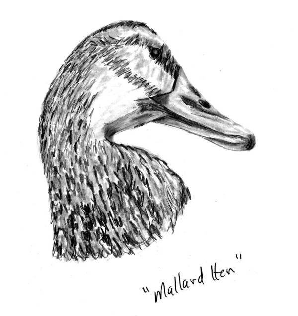 Duck Poster featuring the drawing Head of a Mallard Hen by Kevin Callahan