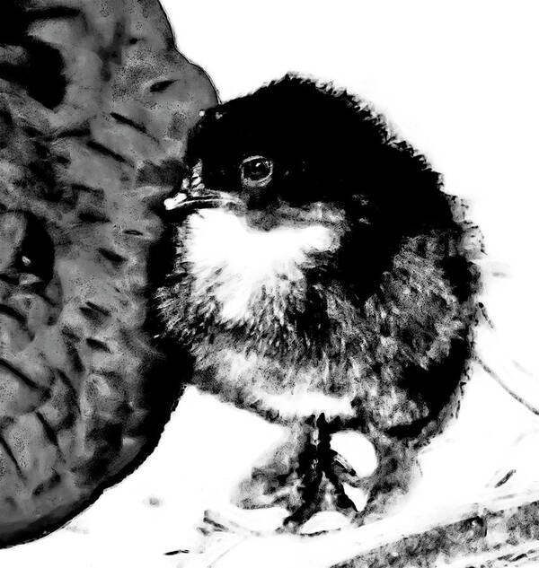 Chick Poster featuring the photograph Hello Baby Chick by Gina O'Brien