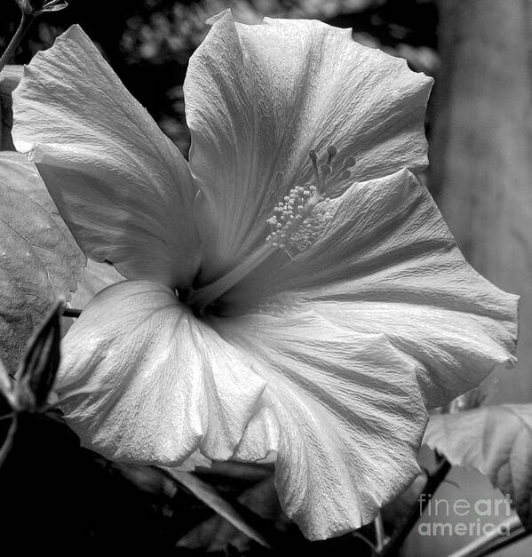 Infrared Poster featuring the photograph Hibiscus with an infrared effect by Rose Santuci-Sofranko