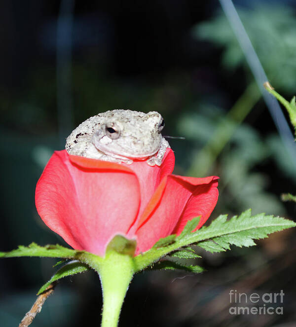 Flower Poster featuring the photograph I'm So Comfy Here by Donna Brown