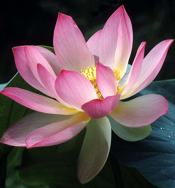Lotus Poster featuring the photograph Lovely lotus by Elvira Butler