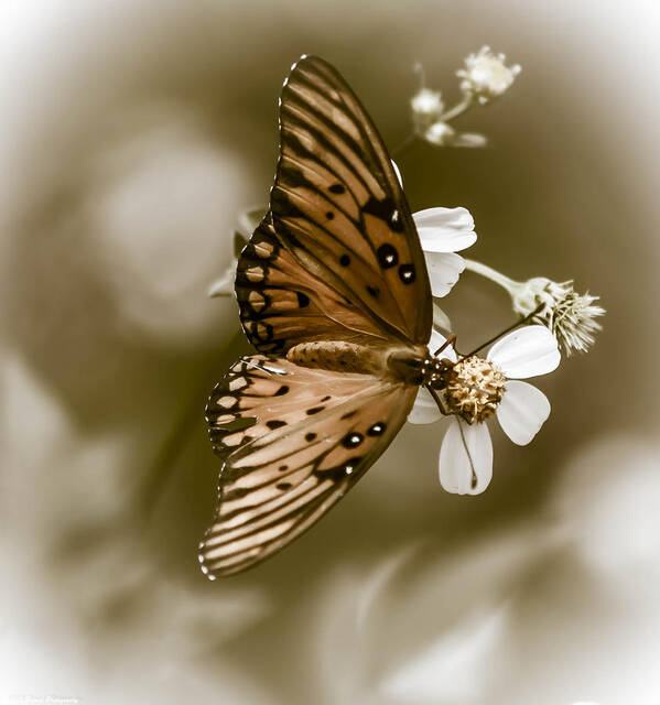 Butterfly Poster featuring the photograph Monarch Butterfly by Debra Forand