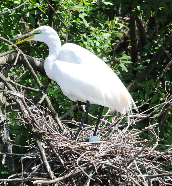 Original Poster featuring the photograph Nesting Egret by Kicking Bear Productions