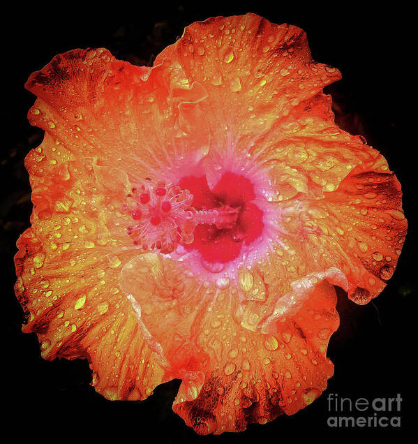 Flower Poster featuring the photograph Orange Hibiscus by Barry Bohn