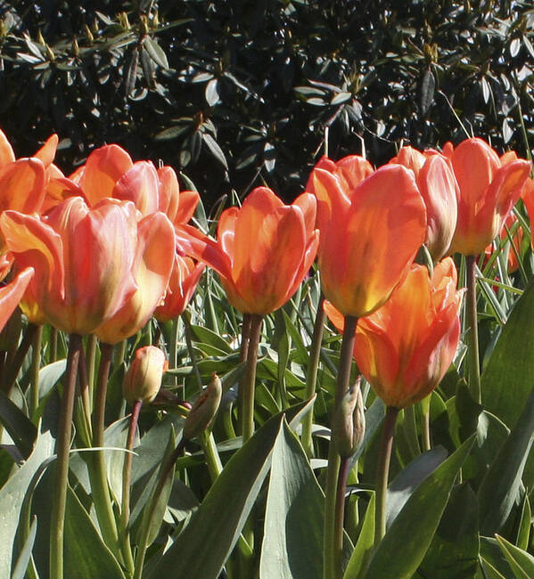 Tulips Poster featuring the photograph Orange Tulip 2nd panel panorama by Mary Gaines