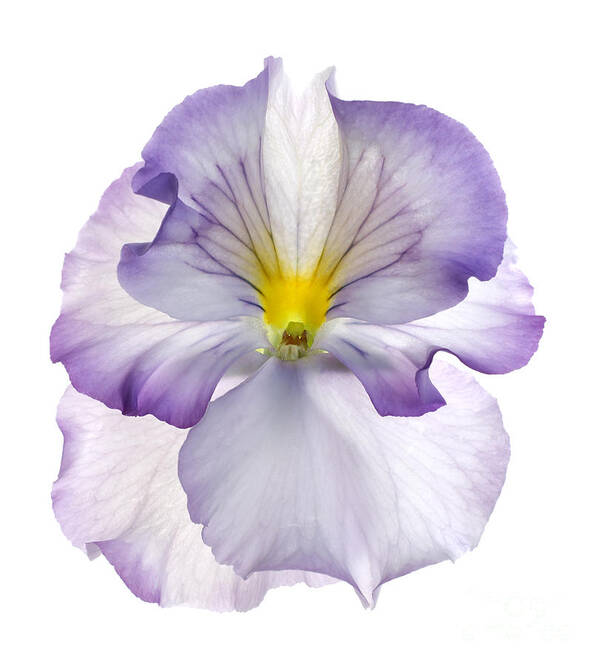Pansy Genus Viola Poster featuring the photograph Pansy by Tony Cordoza