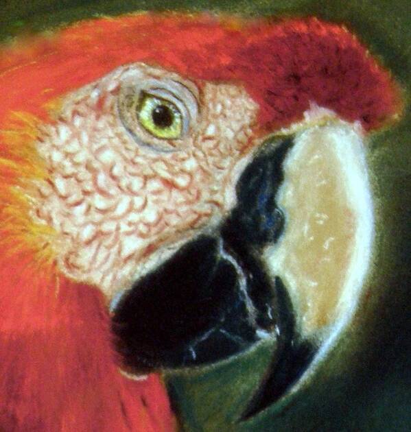 Macaw Poster featuring the pastel Pastel of Red on the Head by Antonia Citrino