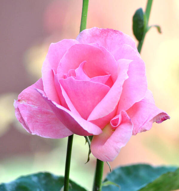 Flower Poster featuring the photograph Pink On Pink Rose by Jay Milo
