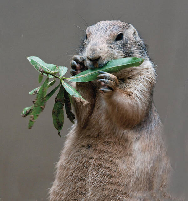 Prairie Dog Poster featuring the photograph Prairie Dog Eating Leaf by William Bitman